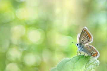 Female common blue butterfly (Polyommatus icarus) rests on a green leaf. Light, green and romantic...