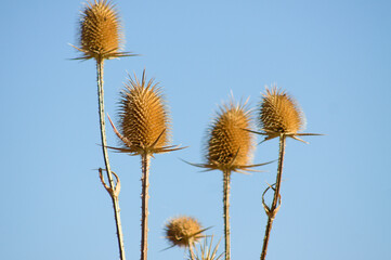 Obraz premium Cutleaf teasel seeds closeup view with blue sky background