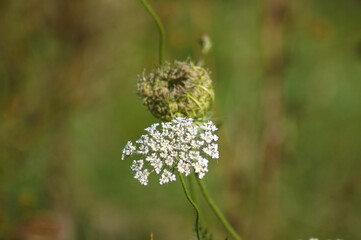 Wild carrot inflorescence closeup view with green blurred background