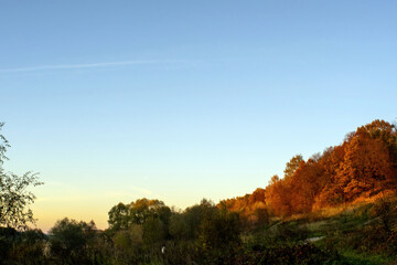 sunny evening in the forest