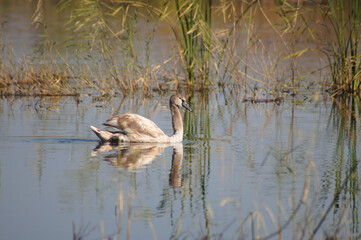 Swan closeup on lake with plants reflections and ripples
