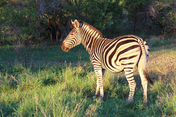 Steppenzebra / Burchell's zebra / Equus burchellii