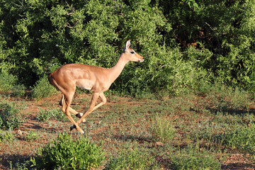 Schwarzfersenantilope / Impala / Aepyceros melampus..