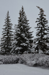 Urban pines after a snowfall