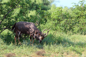 Nyala und Rotschnabel-Madenhacker / Nyala and Red-billed oxpecker / Tragelaphus angasii et Buphagus...