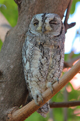 Afrika-Zwergohreule / African scops owl  / Otus senegalensis