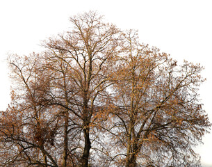 Fototapeta premium Bare tree branches isolated on a white