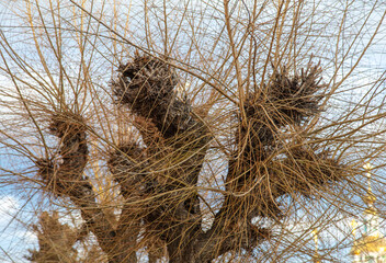 Bare branches of a tree