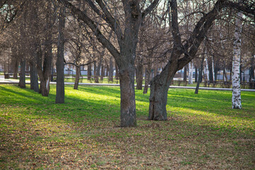 Fototapeta premium Trees and shadow in the park.