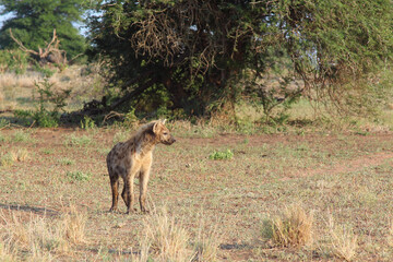 Tüpfelhyäne / Spotted hyaena / Crocuta crocuta..