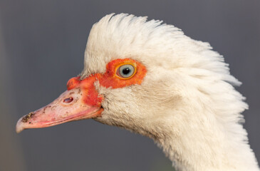 Portrait of a white duck on the farm.