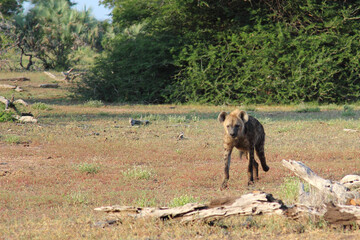 Fototapeta na wymiar Tüpfelhyäne / Spotted hyaena / Crocuta crocuta...