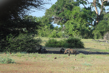 Tüpfelhyäne und Warzenschwein / Spotted hyaena and Warthog / Crocuta crocuta et Phacochoerus africanus