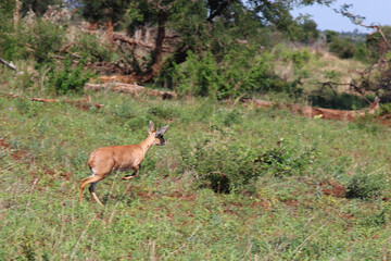 Afrikanischer Steinbock / Steenbok / Raphicerus campestris..