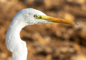 Fototapeta premium Ardea alba, common egret, large egret, great white egret, great white heron