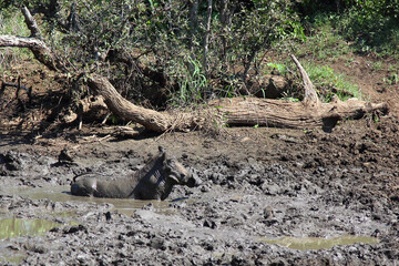 Warzenschwein / Warthog / Phacochoerus africanus
