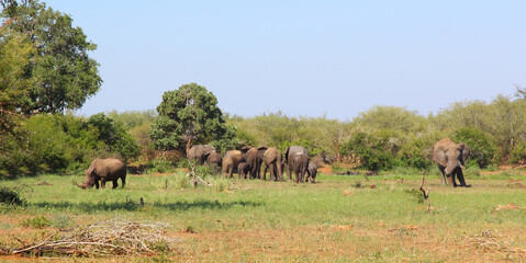 Fototapeta premium Afrikanischer Elefant und Breitmaulnashorn / African elephant and Square-lipped rhinoceros / Loxodonta africana et Ceratotherium simum