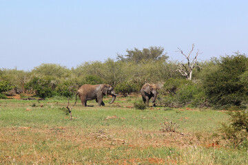 Naklejka premium Afrikanischer Elefant / African elephant / Loxodonta africana