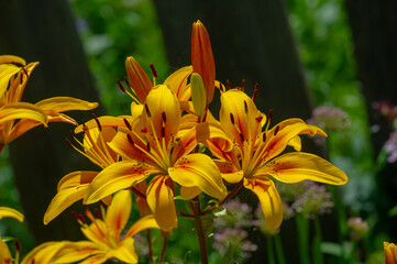 Lilium represent love, ardor and affection for your loved ones, while orange lilies symbolize...
