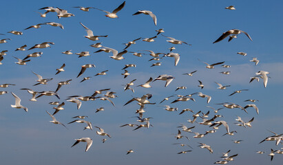 Seagulls flying in the sky over the seaport
