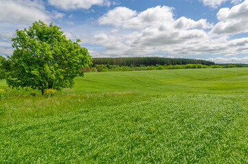 Spring photography, young shoots of cereals. Ripening wheat. Green shoots of photosynthesis under the bright sun. Phosphorus and nitrogen fertilizers introduced