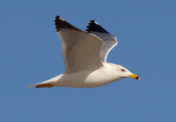 Seagull flying in the sky over the seaport