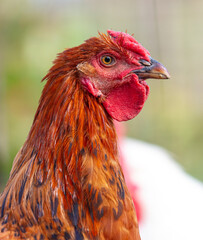 Portrait of a ginger rooster