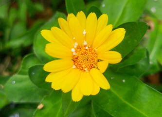 White snow on a yellow flower.