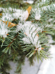 White snow on the needles of the tree.