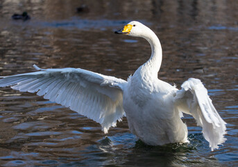 White swan flaps its wings in the lake.