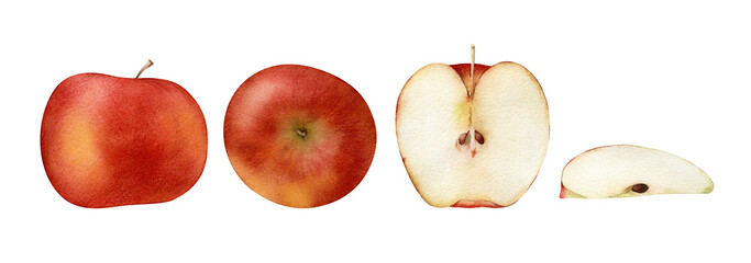 Watercolor peach illustrations set. Hand-drawn vintage tropical summer, autumn fruit isolated on white background. Healthy food, cooking ingredient