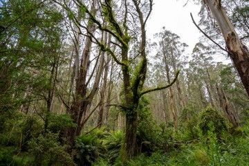 Growth
- Mt Worth State Park, Victoria, Australia