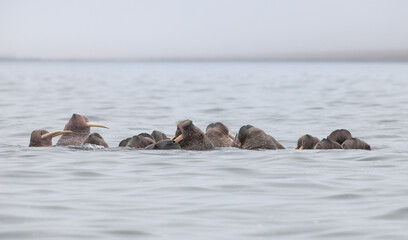Walrus herd (Odobenus rosmarus). Walruses swim in the water in their natural habitat at sea. Wildlife of the Arctic. Marine animals of the polar region. Chukotka, the Far North of Russia. Bering Sea. © Andrei Stepanov