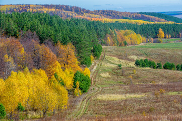 Fototapeta na wymiar Autumn landscape photography, best photographer, mixed forests in autumn condition, colorful leaves, divided into burgundy, red, green, with patterned carpet