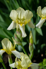 Naklejka na ściany i meble Iris Deservedly popular, it has delicate petals, slightly fragrant flowers with spectacular disheveled petals in May and June and fans of gray-green leaves in the shape of a sword.