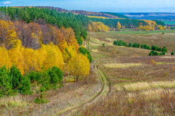 Fototapeta na wymiar Autumn landscape photography, best photographer, mixed forests in autumn condition, colorful leaves, divided into burgundy, red, green, with patterned carpet