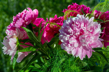 The peony or paeony They come from Asia, Europe and Western North America. They are one of the most popular garden plants in temperate regions. they are also sold as cut flowers on a large scale,