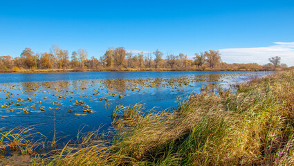 Autumn photography, floodplain of the river, But so far only autumn is golden, No rain or even wind, And the gold leaf flies to the earth, In the soul settles longing.