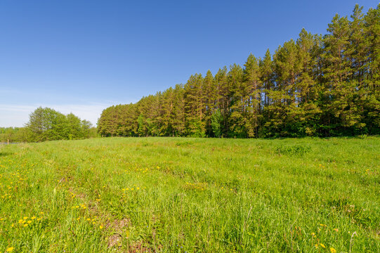 Photo spring, pine, birch, mixed forest, forest road after the rain, wildflowers