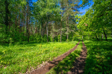 Fototapeta na wymiar Photo spring, pine, birch, mixed forest, forest road after the rain, wildflowers