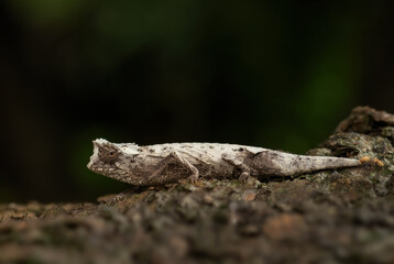 Plated leaf chameleon - Brookesia stumpffi, small special lizard from African bushes and forests, endemic to north-west Madagascar.
