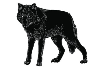 wolf standing vector illustration isolated on white background
