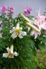 Lilies Lilium Lily - Flowers are large, often fragrant, and are presented in a wide range of colors, including white, yellow, oranges, pink, red and purple. Marking includes spots and brush strokes.lb