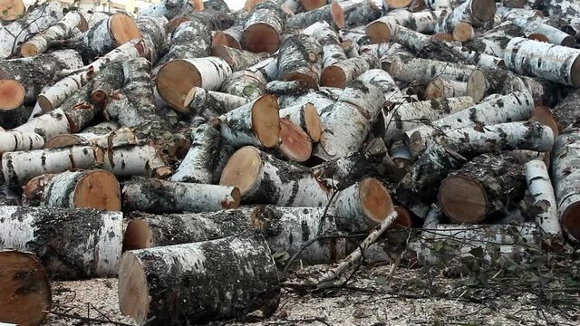 A pile of birch firewood lies on the grass. Chopped firewood stacked in a pile. Pile of logs for fireplace