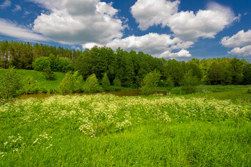 Fototapeta na wymiar Summer landscape, countryside, bright green grass and trees, blue sky with white clouds, great summer mood