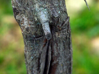 trunk of a small apple tree in the garden