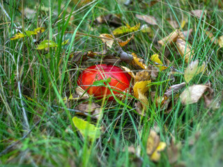 bright fly agarics in the grass