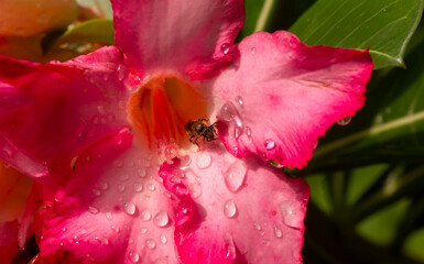 Close up of Adenium flower, also known as desert rose, with water splash