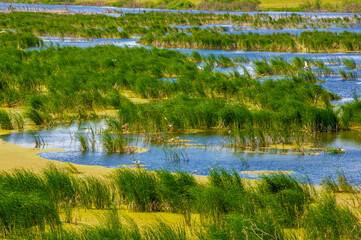 Fototapeta na wymiar summer photography, a river overgrown with reeds, blue sky with white clouds, blue water covered with duckweed, river floodplain, sultry summer day