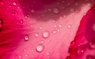 Close up of Adenium flower, also known as desert rose, with water splash